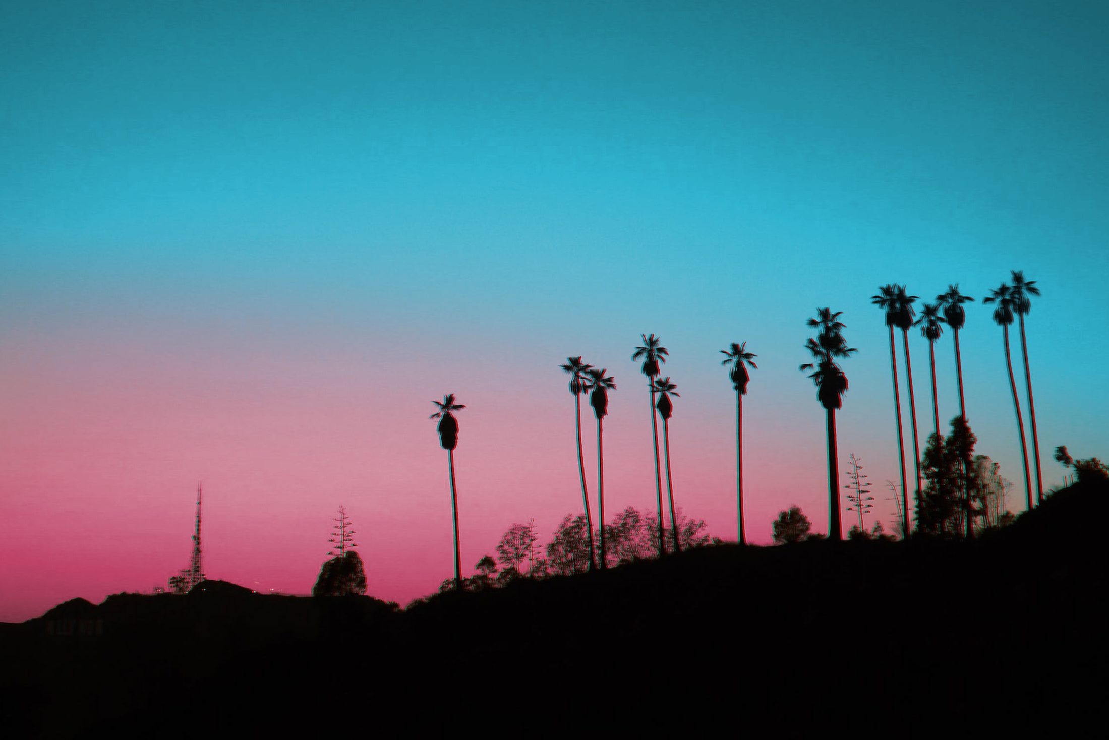 Los Angeles Palm Trees